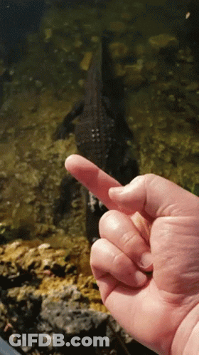 Hand Pointing At Crocodile In Water GIF