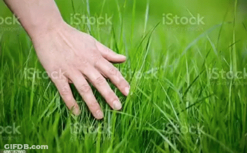 Hand Reaching Into Grass GIF