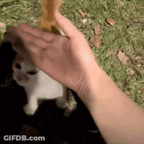 Hand Reaching Out Towards Cat GIF