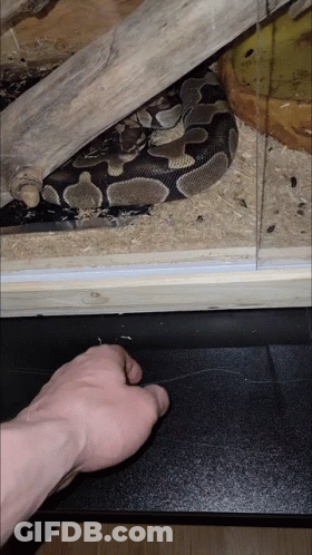 Hand Reaching Toward Snake In Glass Enclosure GIF