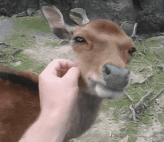 Hand Scratching Deer GIF