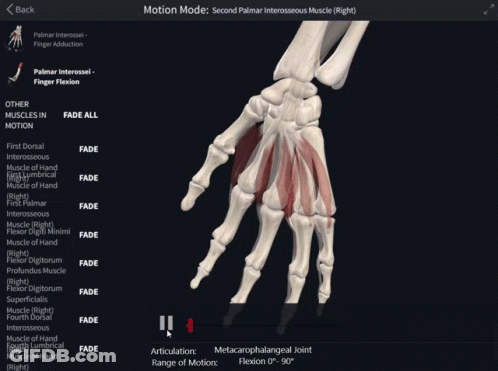 Hand Skeleton Saying Motion Mode Second Palmar Interosseus Muscles GIF