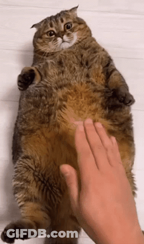 Hand Touching Cats Tummy GIF