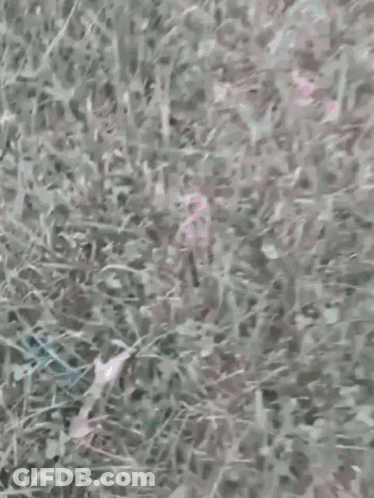 Hand Touching Lush Green Grass GIF
