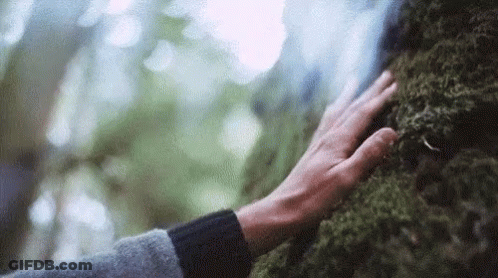 Hand Touching Mossy Rock GIF