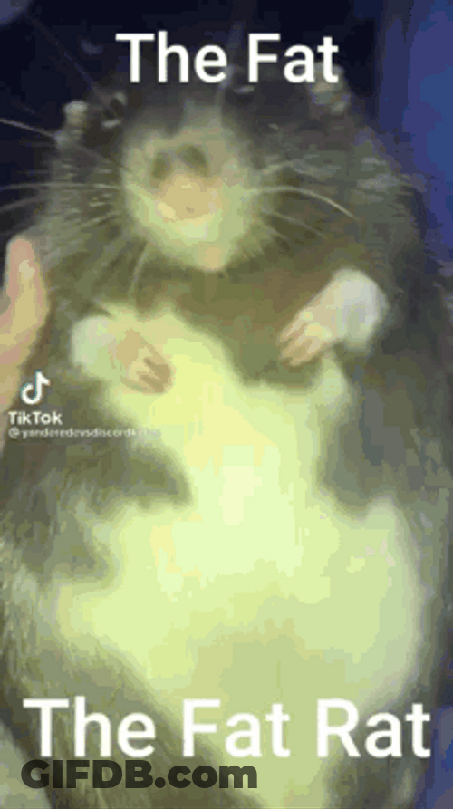Handful Fat Rat Lie Bed GIF