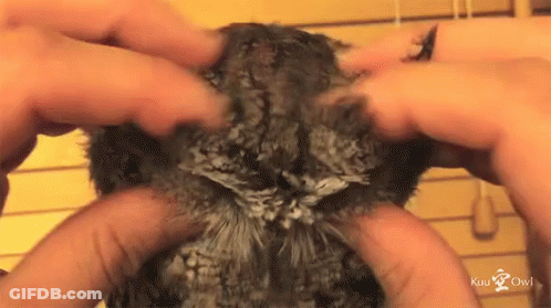 Hands Touching Bird Head Kuu Owl GIF