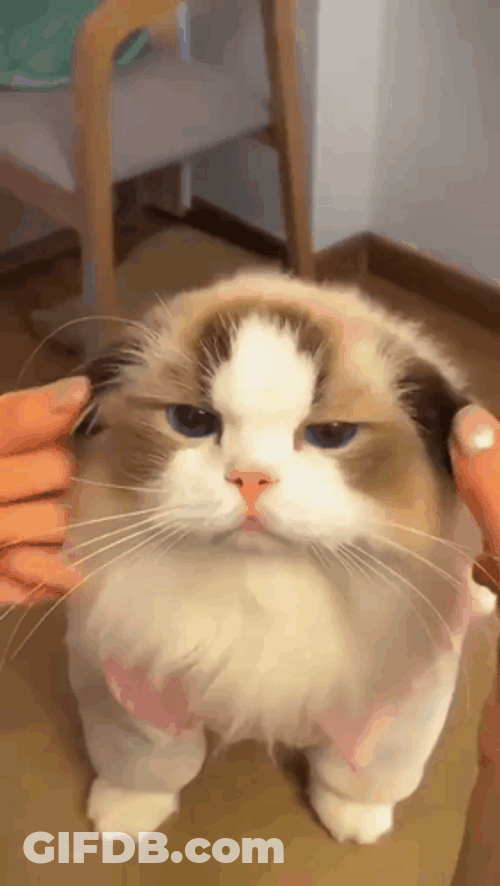 Hands Touching Cat Ears GIF