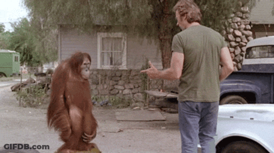 Hands Up Bang Orangutan Funny GIF