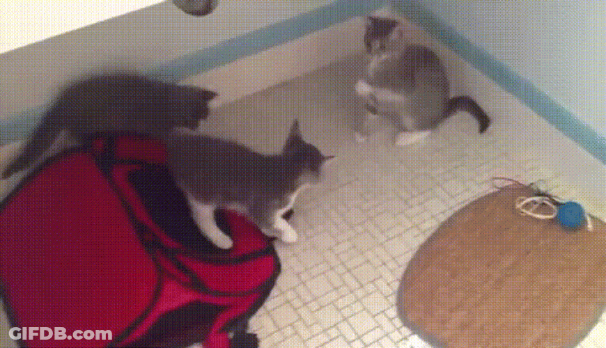 Hands Up Cat Play Fight Funny GIF