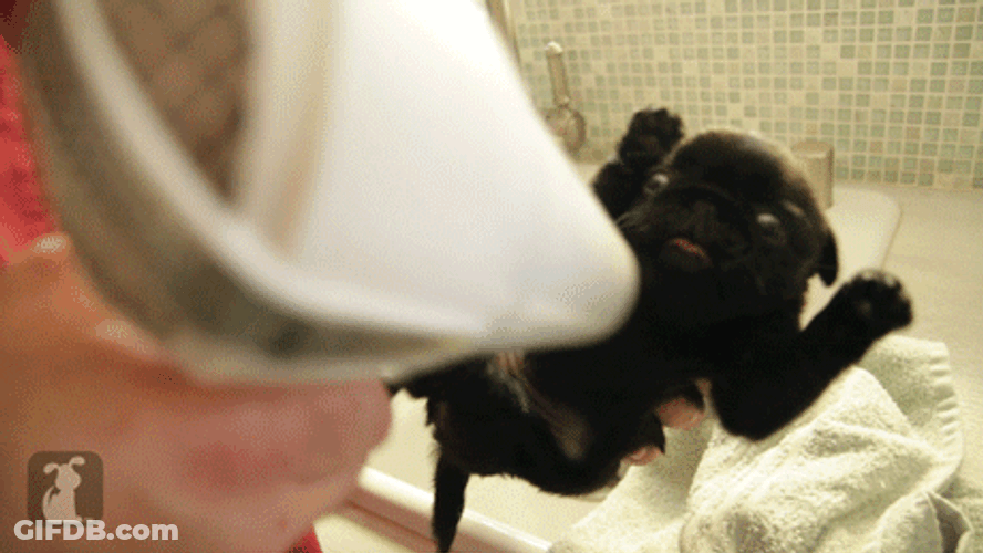 Hands Up Cute Puppy GIF