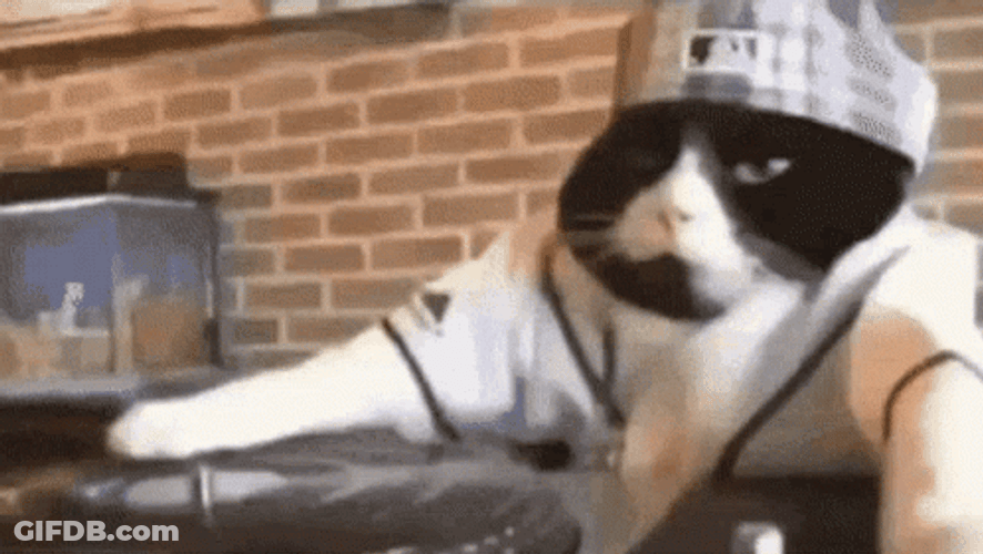 Hands Up Dj Dancing Cat Meme GIF
