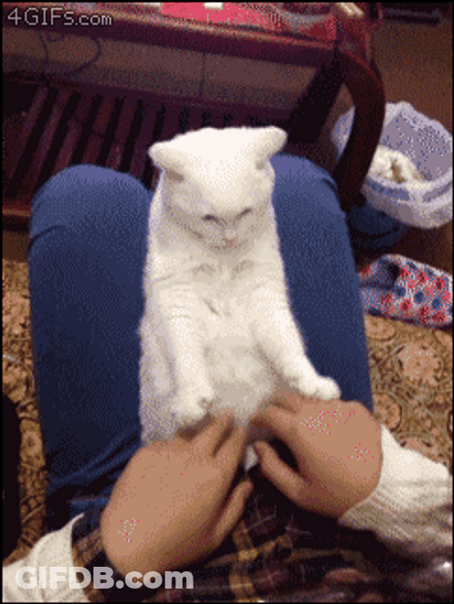 Hands Up Kitty Funny GIF