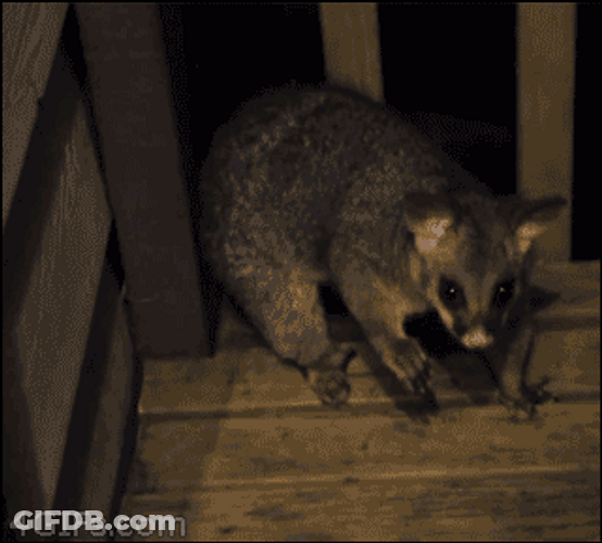 Hands Up Possum Caught GIF