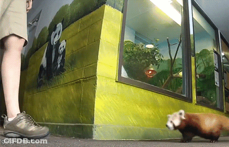 Hands Up Red Panda Meets Human GIF