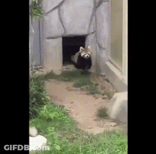 Hands Up Rock To Red Panda GIF
