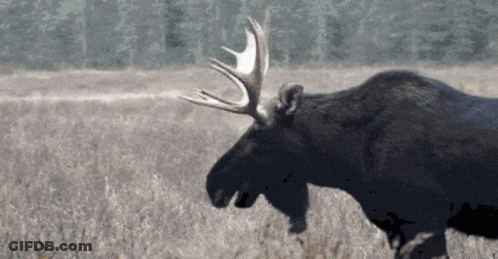 Handskas Med Det Älg GIF