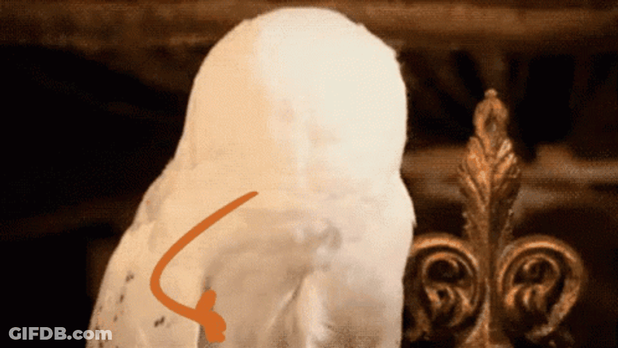 Handsome Hedwig Stick Hands GIF