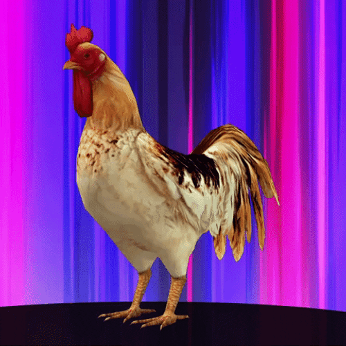 Handsome Rooster Rainbow Background GIF