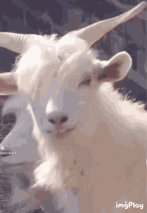 Handsome White Goat GIF