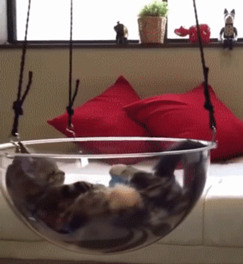 Hang In There Little Kitten Chilling GIF