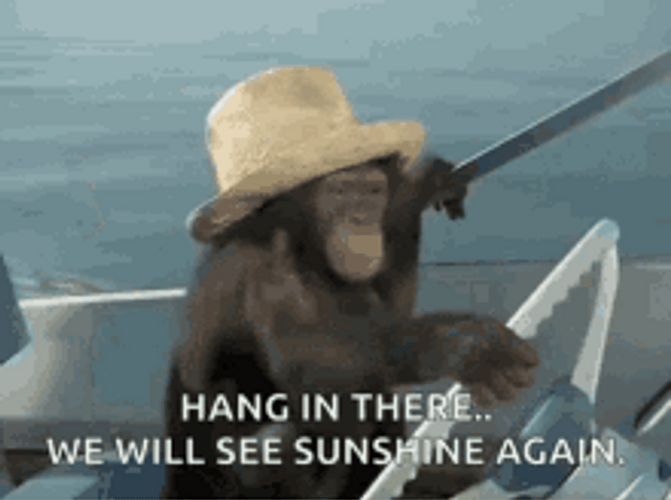 Hang In There Monkey Driving A Boat GIF