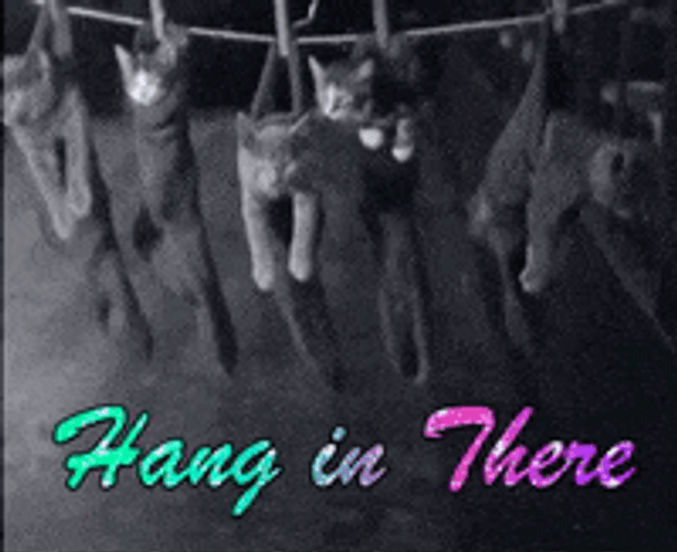 Hang In There Multiple Kittens In Socks GIF
