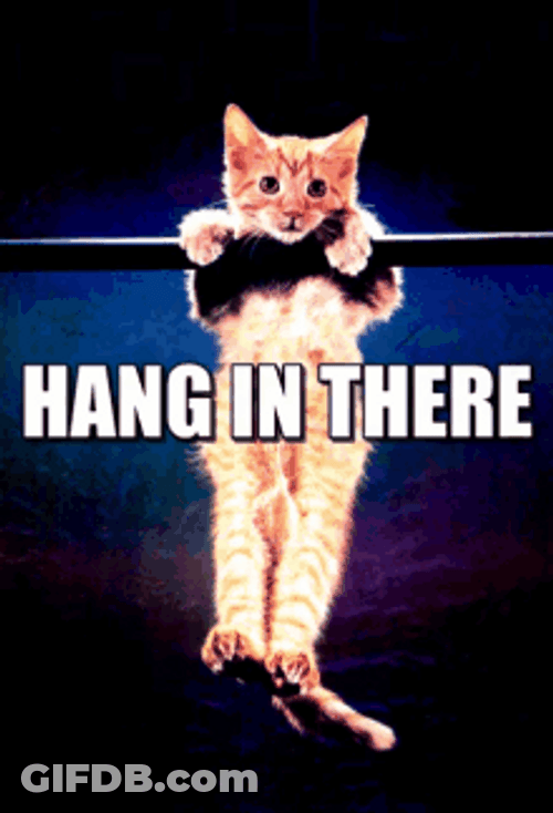 Hang In There Orange Little Kitten GIF