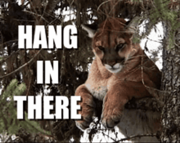 Hang In There Puma Chilling On Tree GIF
