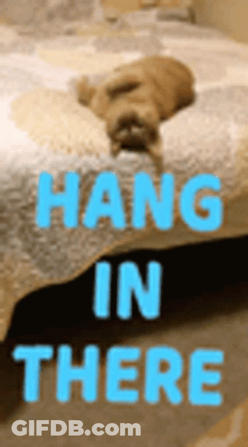 Hang In There Upside Down Cat GIF