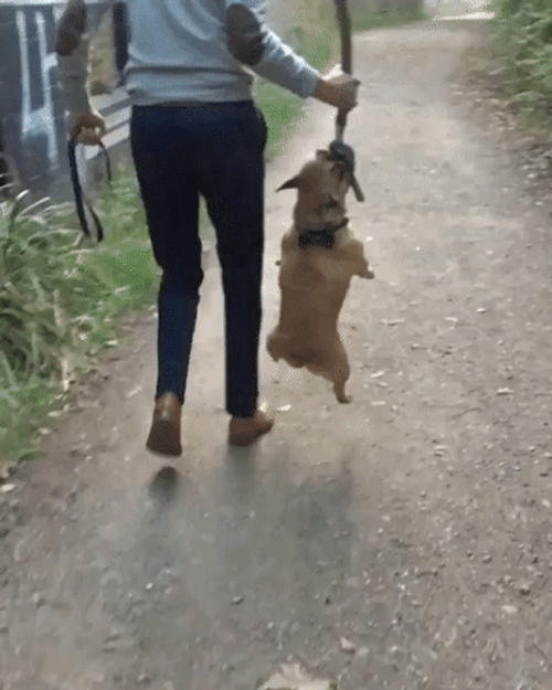 Hanging Bulldog Tree Branch GIF