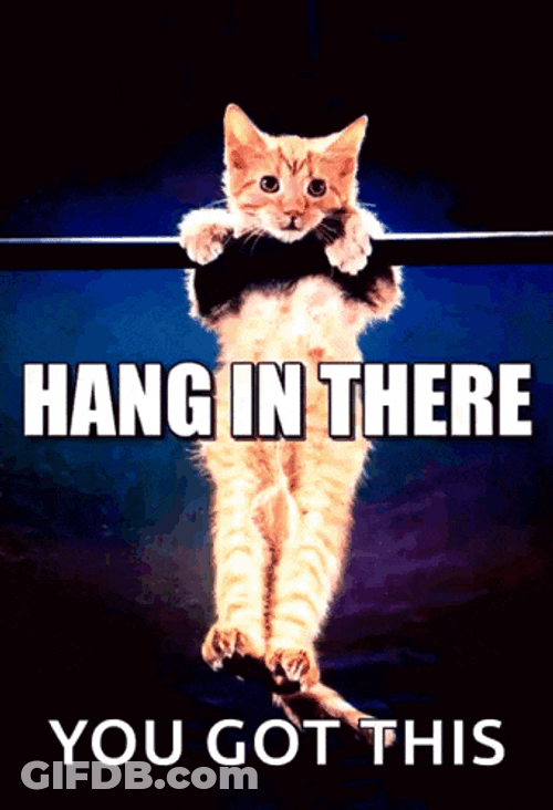 Hanginthere Kitten GIF