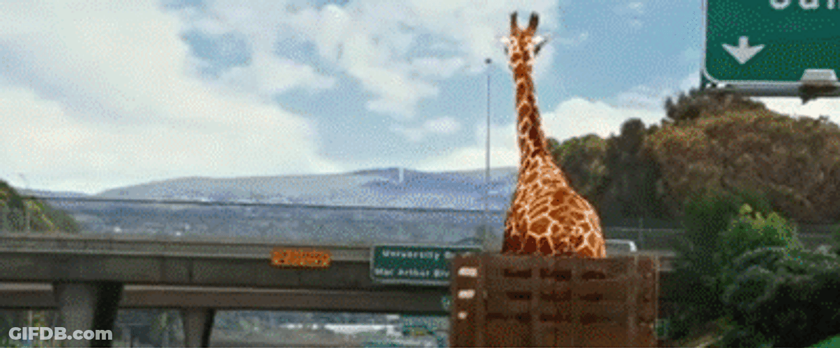 Hangover Giraffe's Head Got Cut Off GIF