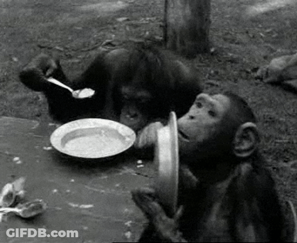 Hangry Group Of Monkeys Empty Plates GIF