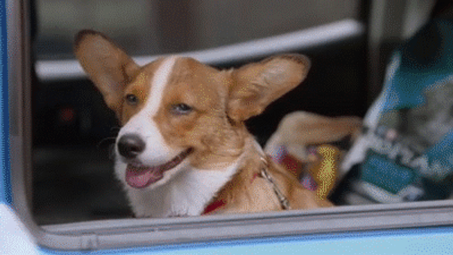 Happiness Dog Angry Cat Meme GIF