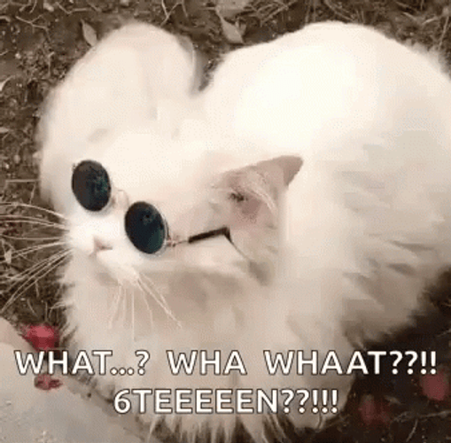 Happy 16Th Birthday Cool Cat Funny Meme GIF