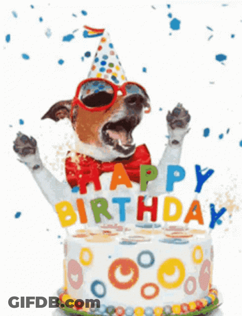 Happy 1St Birthday Dog With Shades GIF