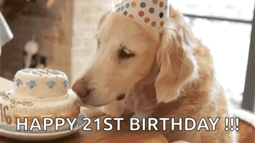 Happy 21St Birthday Dog Eating Cake GIF