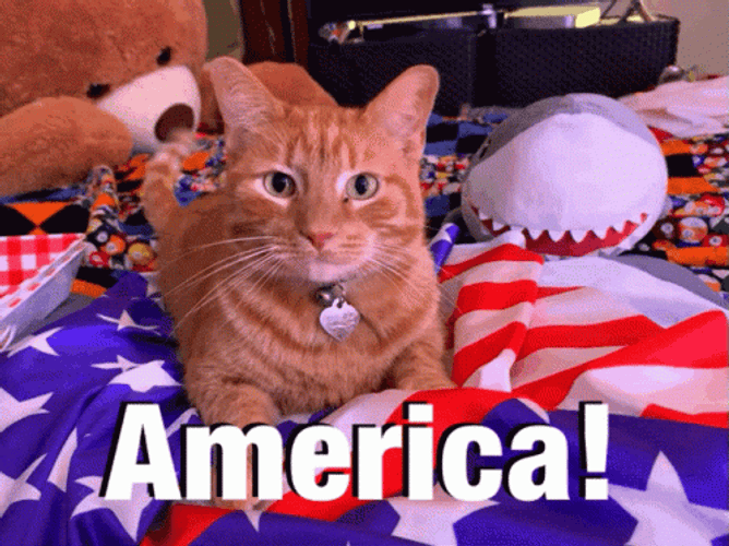 Happy 4Th Adorable Ginger Cat America GIF