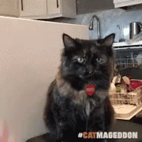 Happy 4Th Cat High Five GIF
