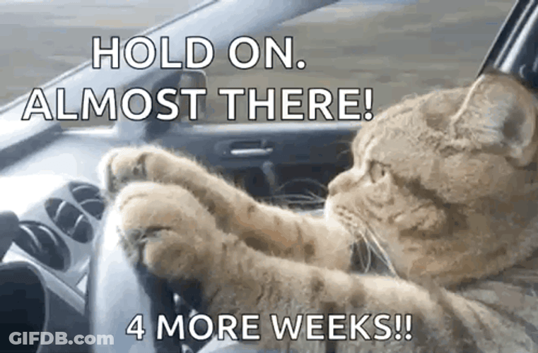 Happy 4Th Cat High Speed Drive GIF
