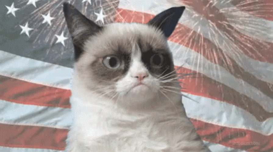 Happy 4Th Cat Puckered Face GIF
