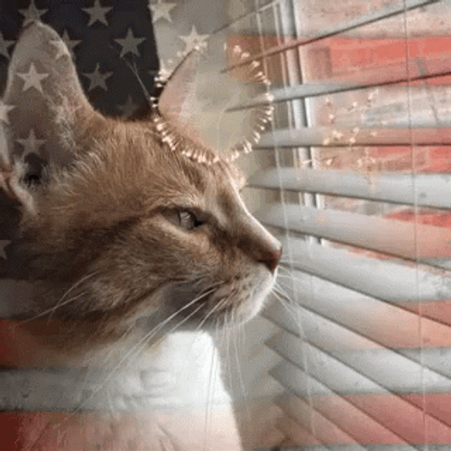 Happy 4Th Cat Watching Behind Blinds GIF