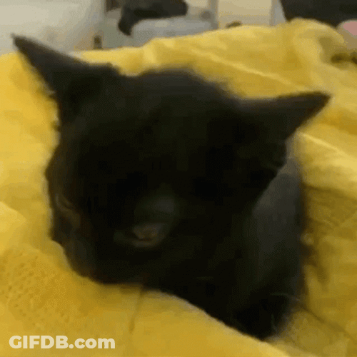 Happy 4Th Cute Black Cat Party Hat GIF