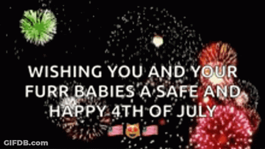 Happy 4Th Furry Baby Cats Fireworks Display GIF