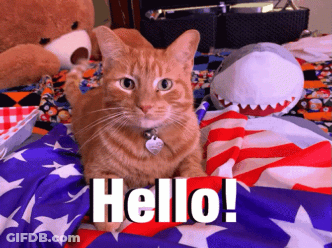 Happy 4Th Ginger Cat Hello GIF