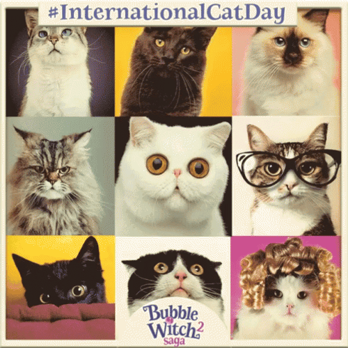 Happy 4Th International Cat Day GIF