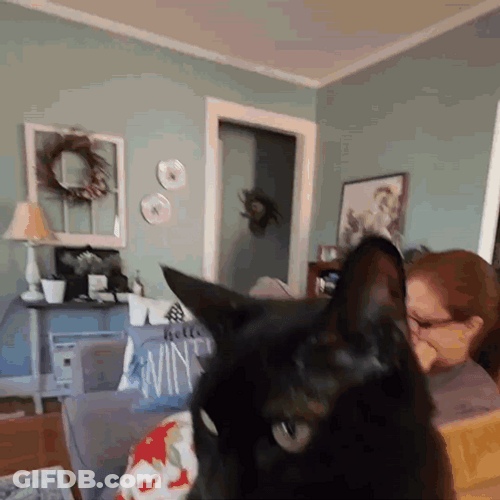 Happy 4Th Sweet Cat Getting Pets GIF