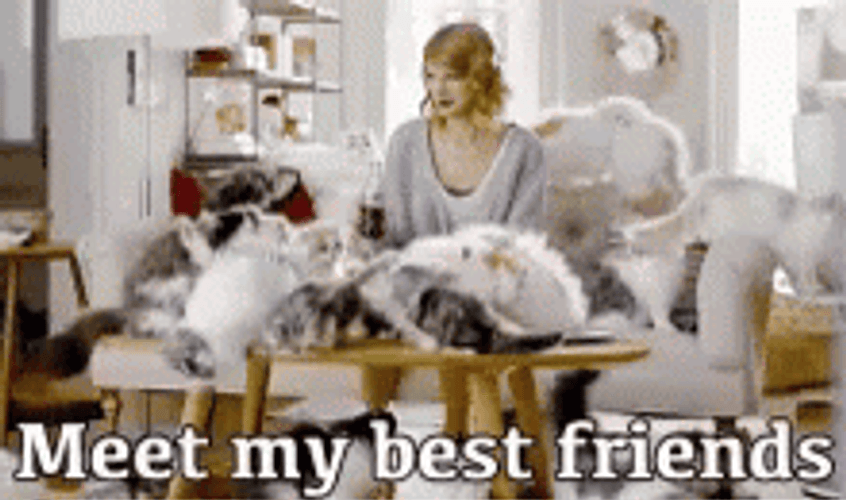 Happy 4Th Taylor Swift Cats GIF