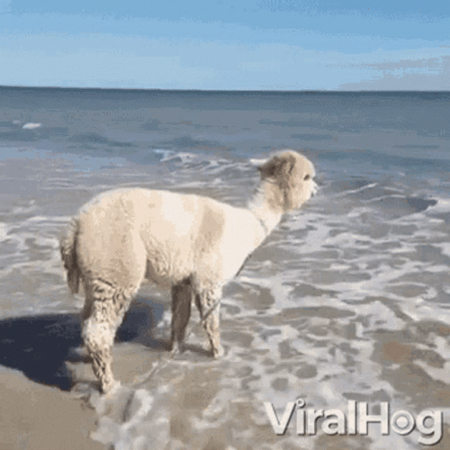 Happy Alpaca Beach GIF